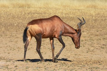 Südafrikanische Kuhantilope (Alcelaphus caama) im Kgalagadi-Transfrontier-Nationalpark in Südafrika