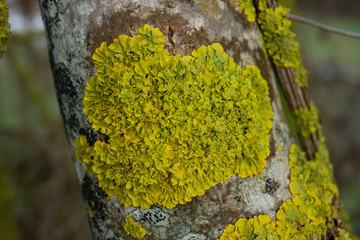 Maritime Sunburst Lichen on Branch in Winter