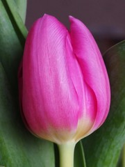Fototapeta premium Tulip close up. Macro photography.