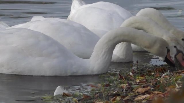 White Beautiful Swans Eating