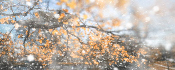 Background autumn park in the first snow