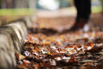 Autumn background in the park