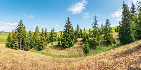 panorama with spruce trees on a humps. beautiful carpathian countryside with grassy meadows. blue sky with fluffy clouds. wonderful sunny weather in springtime