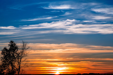 The landscape is summer. The sky is orange red blue bright color in the evening at sunset and the silhouette of a lonely tree on the background