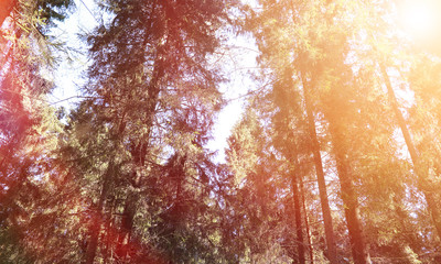 The tops of evergreen trees against the sky