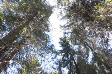 Fototapeta premium The tops of evergreen trees against the sky