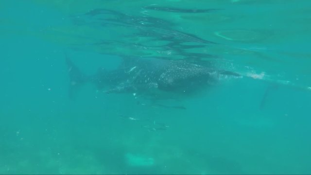Huge Whale Shark Swimming with a School of Fish at Oslob Cebu, Philippines