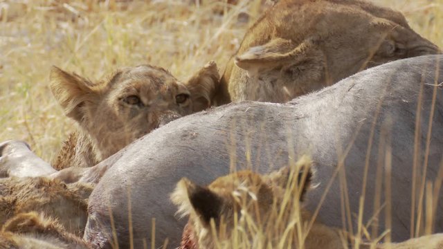 Close-up of lions cubs and female lion feeding on a fresh wildebeest kill in the wild of Africa