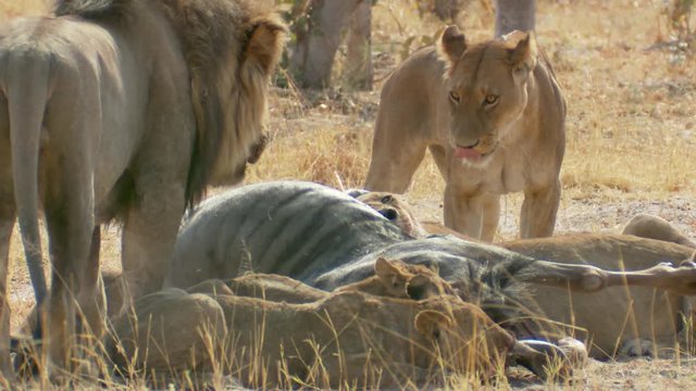 Male lion displays dominance as he stares down another lion until it submits