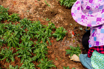 the girl works with plants. plants flowers