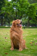 Obraz premium Cute Golden Retriever dogs play in Park Meadows