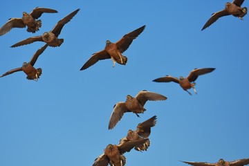 Flughühner (Pteroclidae) fliegen zur Wasseraufnahme zum Wasserloch in der Kalahari (Südafrika)