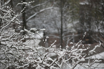Winter Park. Landscape in snowy weather. January.