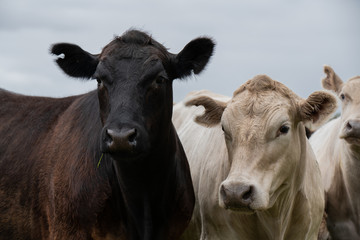 Angus Cow and steers in a field eating grass