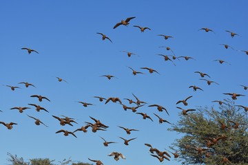 Fototapeta premium Flughühner (Pteroclidae) fliegen zur Wasseraufnahme zum Wasserloch in der Kalahari (Südafrika)