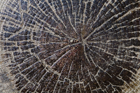 The surface of the sawed stump photographed close-up.