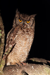 Spotted Eagle-owl (Bubo africanus) in the light of a spotlight in the Amakhala Game Reserve, Eastern Cape, South Africa.