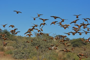 Flughühner (Pteroclidae) fliegen zur Wasseraufnahme zum Wasserloch in der Kalahari (Südafrika)