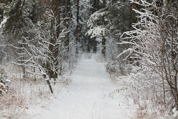 Winter landscape. Forest under the snow. Winter in the park.