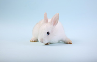 A cute white rabbit isolated on blue background.