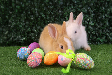 Easter bunny rabbit white with painted egg in the wooden basket on green grass background. Easter holiday concept.