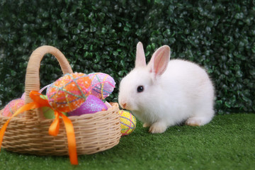 Easter bunny rabbit white with painted egg in the wooden basket on green grass background. Easter holiday concept.