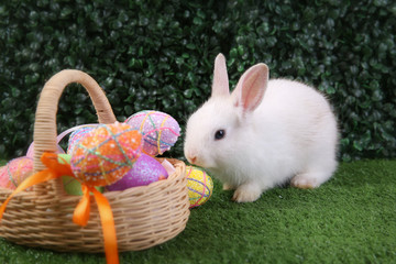 Easter bunny rabbit white with painted egg in the wooden basket on green grass background. Easter holiday concept.