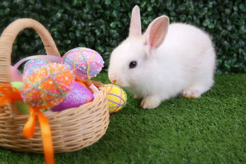Easter bunny rabbit white with painted egg in the wooden basket on green grass background. Easter holiday concept.