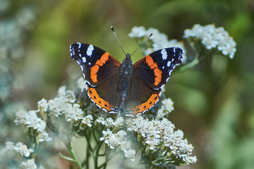 Admiral butterfly on a flower. 1.