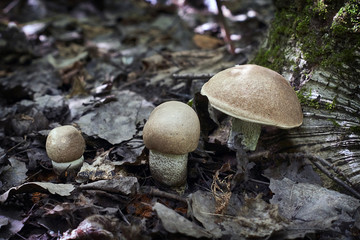 Boletus - edible mushroom.