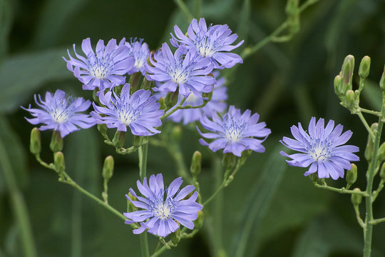 Blue flowers Lactuca tatarica.
