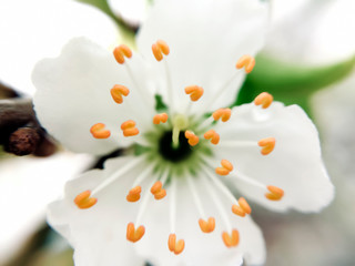 Close-up of an open white plum flower with contrasting orange stamens in focus.