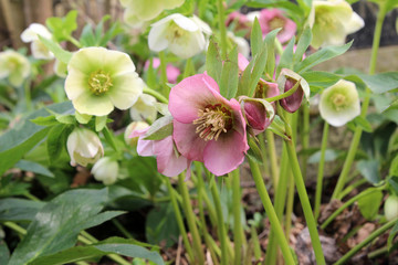 A snow-rose or christrose blooms in the spring