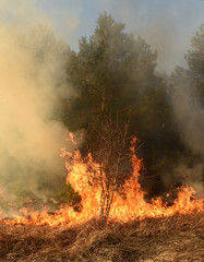 wildfire, forest fire, burning forest