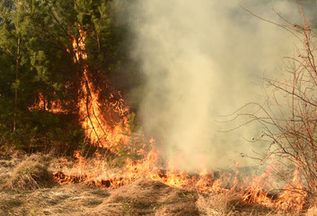 wildfire, forest fire, burning forest