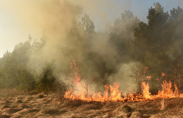 Fototapeta na wymiar wildfire, forest fire, burning forest