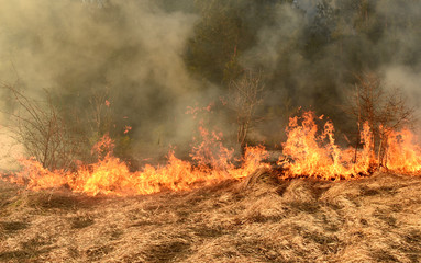 wildfire, forest fire, burning forest