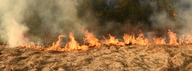 wildfire, forest fire, burning forest