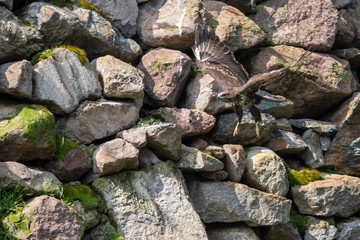 Hawk 