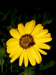Close-up of bee on yellow flower, bee is pollinating the flower