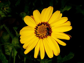 Close-up of bee on yellow flower, bee is pollinating the flower