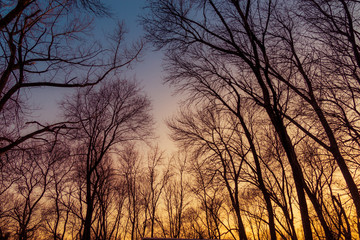 Abstract landscape with tree silhouettes