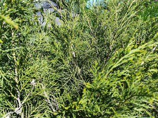 Obraz premium closeup of dill in the garden