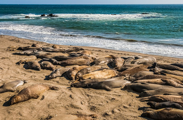 Elephant seals, mirounga angustinostris, group sleeping in the sand on late afternoon at Elephant Seal Vista Point, along Cabrillo Highway, Pacific California Coast, USA.