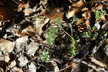 Poplar yellow dry leaves on Artemisia absinthium (wormwood, grand wormwood, absinthe, absinthium, absinthe wormwood) leaves plant background, close up detail