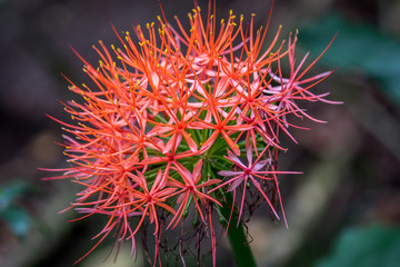 Close up of a Blood lily flower.