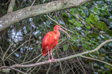 Scarlet ibis sitting on a branch.