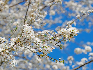 Blühende Wildpflaumen, Prunus cerasifera