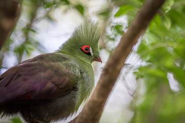 Knysna's turaco on a branch in the forest.