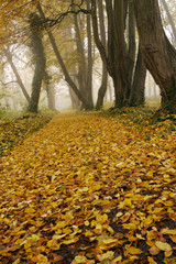 ドイツの秋の森　霧の中に広がる黄色の落ち葉の絨毯